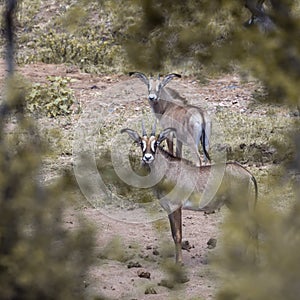 Roan antelope in Kruger National park, South Africa