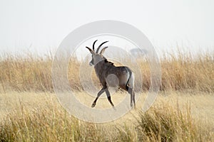 Roan antelope long grass