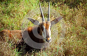 Roan antelope, Mkhaya Game Reserve, Swaziland