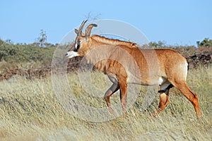 Roan antelope in natural habitat