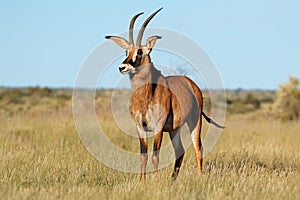 Roan antelope in natural habitat photo