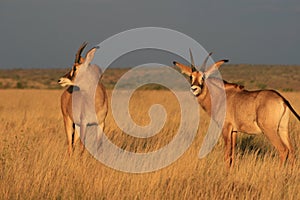 Roan antelope in the Northern Cape