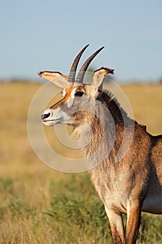 Roan antelope portrait, Mokala National Park, South Africa