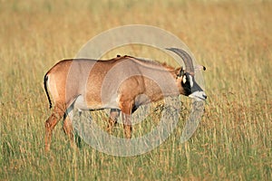 Roan antelope photo