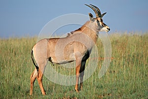 Roan antelope photo