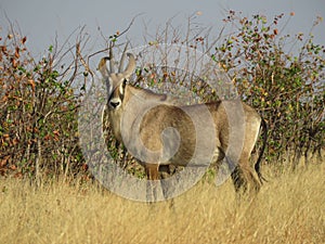 Roan Antelope, roaming the Savanna, Grasslands of Africa