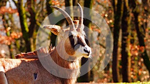 The roan antelope is a savanna antelope , most graceful specimens from Africa,