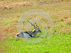 Roan Antelope sitting