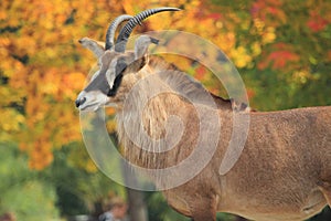 Roan antelope