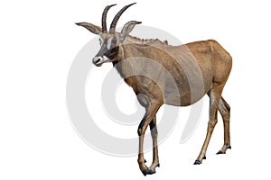 Roan antelope on white background. Portrait photo