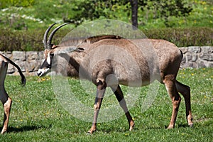 Roan antelope (Hippotragus equinus). photo