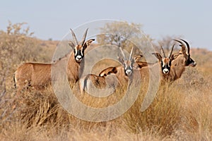Roan antelopes photo