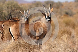 Roan antelopes photo