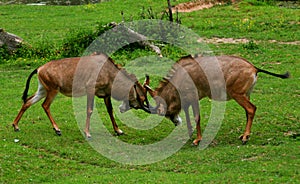 Roan antelopes (Hippotragus equinus) photo