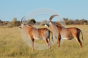 Roan antelopes in natural habitat