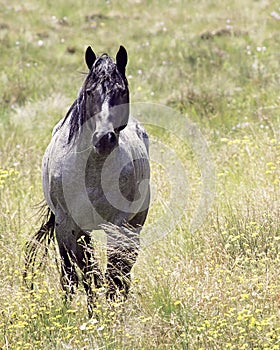 Roan Australian Brumby Stallion