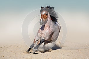 Roan bay wild horse run in desert photo