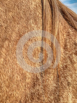 Roan coat, mane and shoulder of male Quarter Horse gelding.