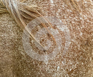 Roan coat, mane and shoulder of male Quarter Horse gelding.