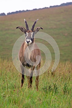 Roan, Hippotragus equinus, standing in Nyika National Park, Malawi photo