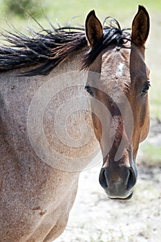 Roan horse photo