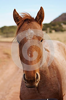 Roan horse New Mexico photo