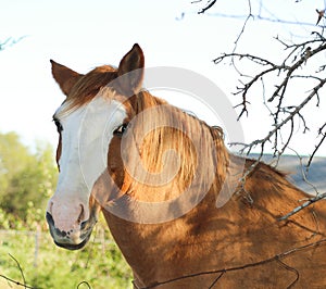 Roan horse with white blaze - head - behind fence with branches