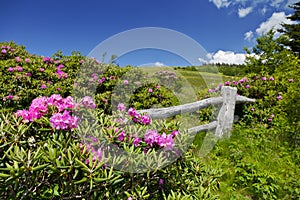 Roan Mountain photo