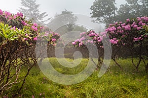 Roan Mountain Garden Trail Pisgah Forest