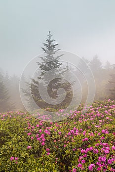 Roan Mountain Gardens of Natural Catawba Rhododendron