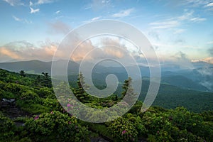 Roan Mountain Spring Rhododendron Blooms 3