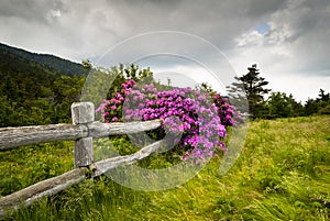 Manzana blanca montana condición rosa alpina flor a florecer 