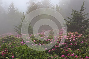 Roan Mountain State Park TN in Fog photo