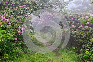 Roan Mountain Trail Fog Rhododendron North Carolina Tennessee photo