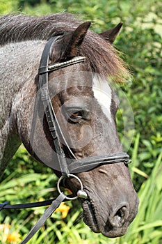 Roan pony portrait.