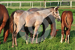 Roan Thoroughbred colt grazes with others