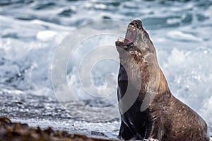 Roar of Male sea lion seal on the beach