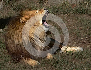 Roaring African Lion
