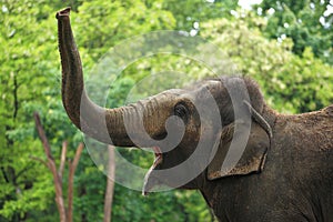 Roaring asian elephant