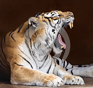 Roaring Bengal Tiger Panthera tigris tigris