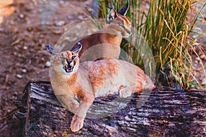 Roaring caracal