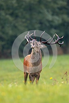 Roaring dominant red deer stag in mating season