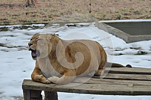 Roaring female lion in the zoo