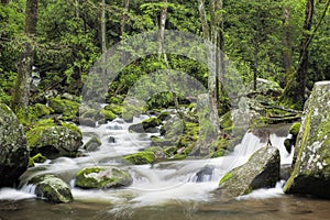 Roaring Fork Creek in the Great Smoky Mountains USA