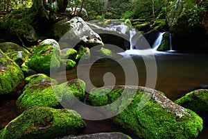 Roaring fork motor trail in the smoky mountain national park