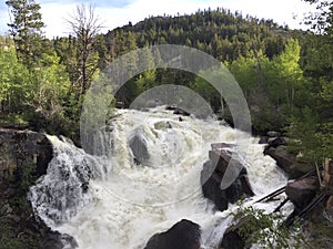 Roaring granite rock waterfall during spring runoff flood season in Rocky Mountains with one trees and aspen on the river bank