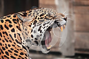 Řvoucí jaguár. zvěř a rostlinstvo 
