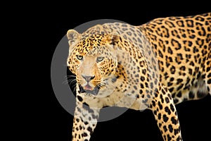 roaring leopard, isolated on a black background