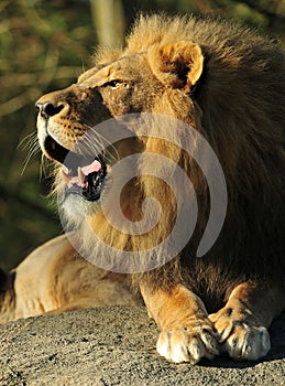 Roaring Lion photo