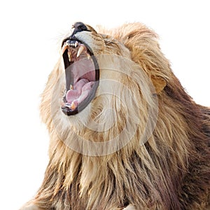 Roaring lion